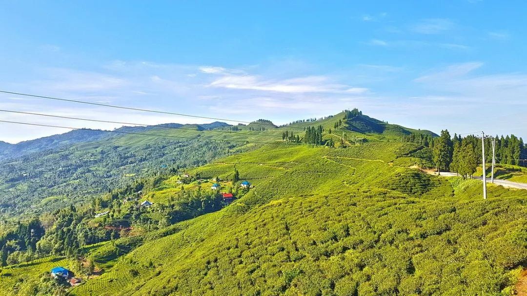 Naudojant arbatą kaip vidutinės, gimtajame mieste arbatos Kinijoje Shengzhou,...